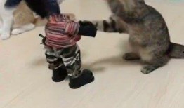 猫猫玩具最新爆料,萌宠必备，趣味无限！