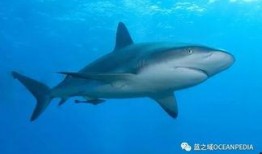 鲨鱼最新爆料是真的吗,真相揭秘，是真是假？