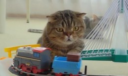 猫猫玩具最新爆料,萌宠必备，趣味无限！