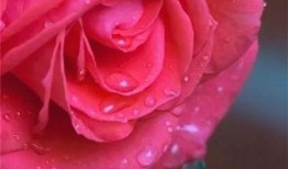 水晶玫瑰最新爆料视频大全,揭秘幕后真相与精彩瞬间