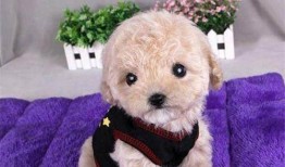 昆明宠物爆料网最新消息,最新宠物动态盘点，带你领略萌宠风采