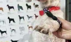 昆明宠物爆料网最新消息,最新宠物动态盘点，带你领略萌宠风采