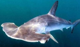 鲨鱼最新爆料是真的吗,真相揭秘，是真是假？