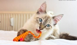 猫猫玩具最新爆料,萌宠必备，趣味无限！